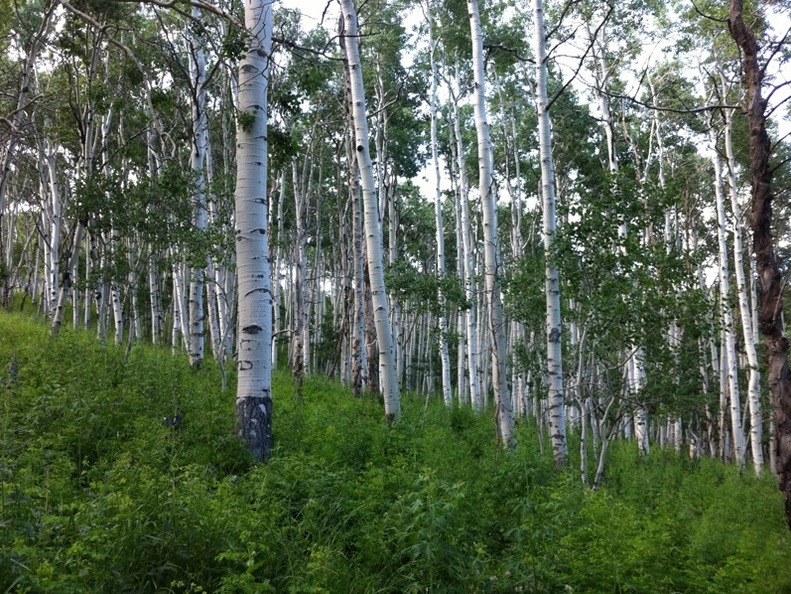 Grand Mesa, Colorado